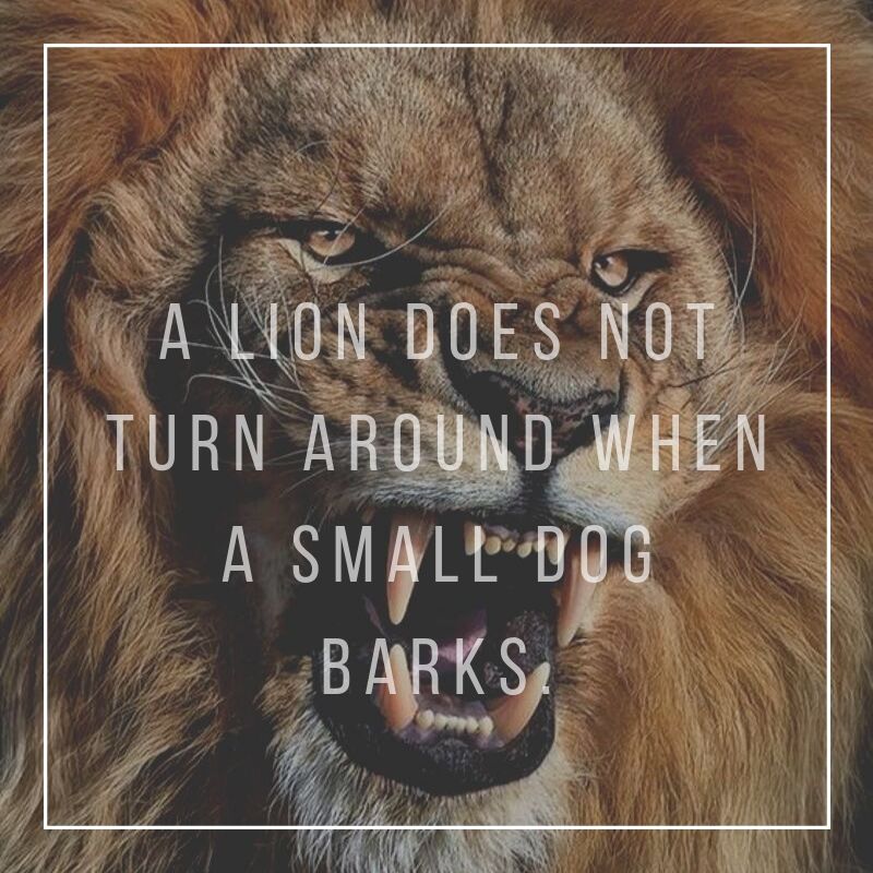 A lion does not turn around when a small dog barks. Namibia 
